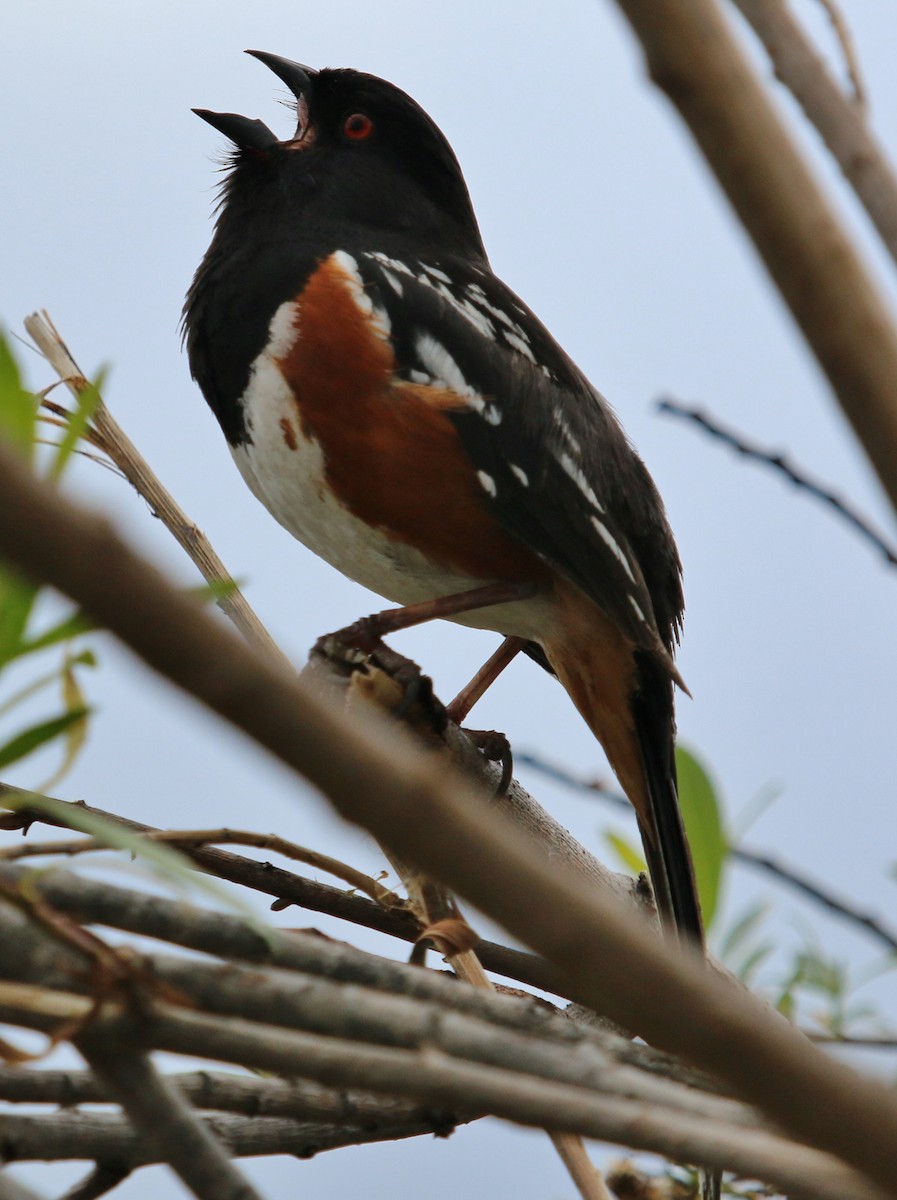 Spotted Towhee - ML50278451