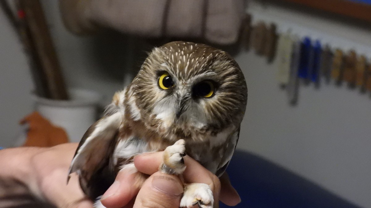 ebird-checklist-10-nov-2022-long-point-lpbo-old-cut-field-station