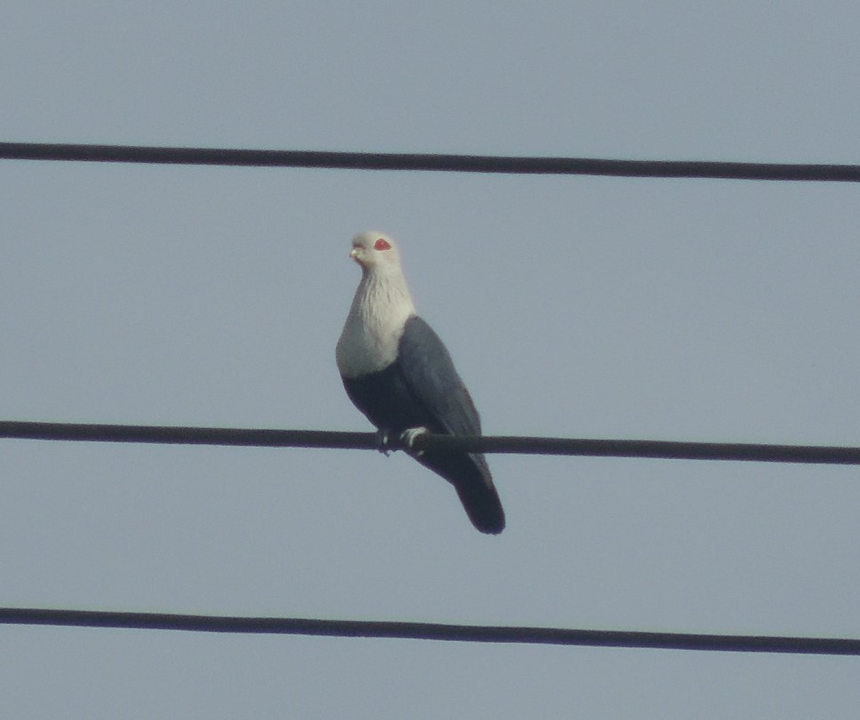 Comoro Blue-Pigeon - ML502788741