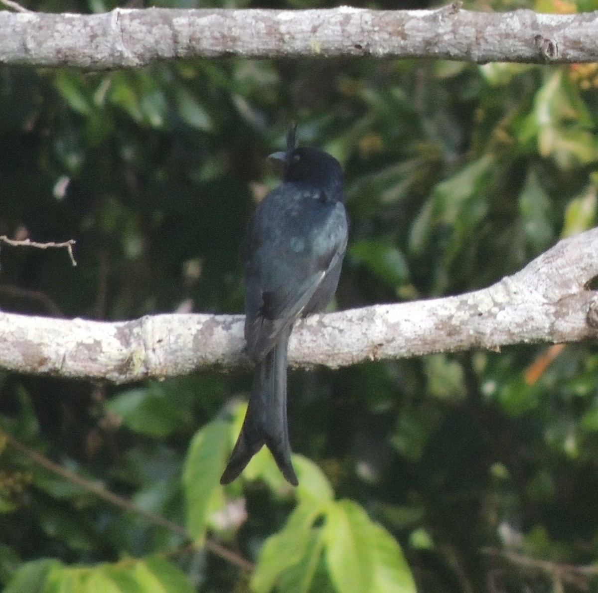 Crested Drongo - ML502788851
