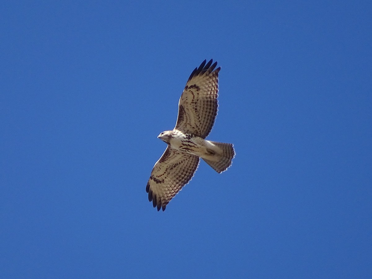 Red-tailed Hawk - ML502791091