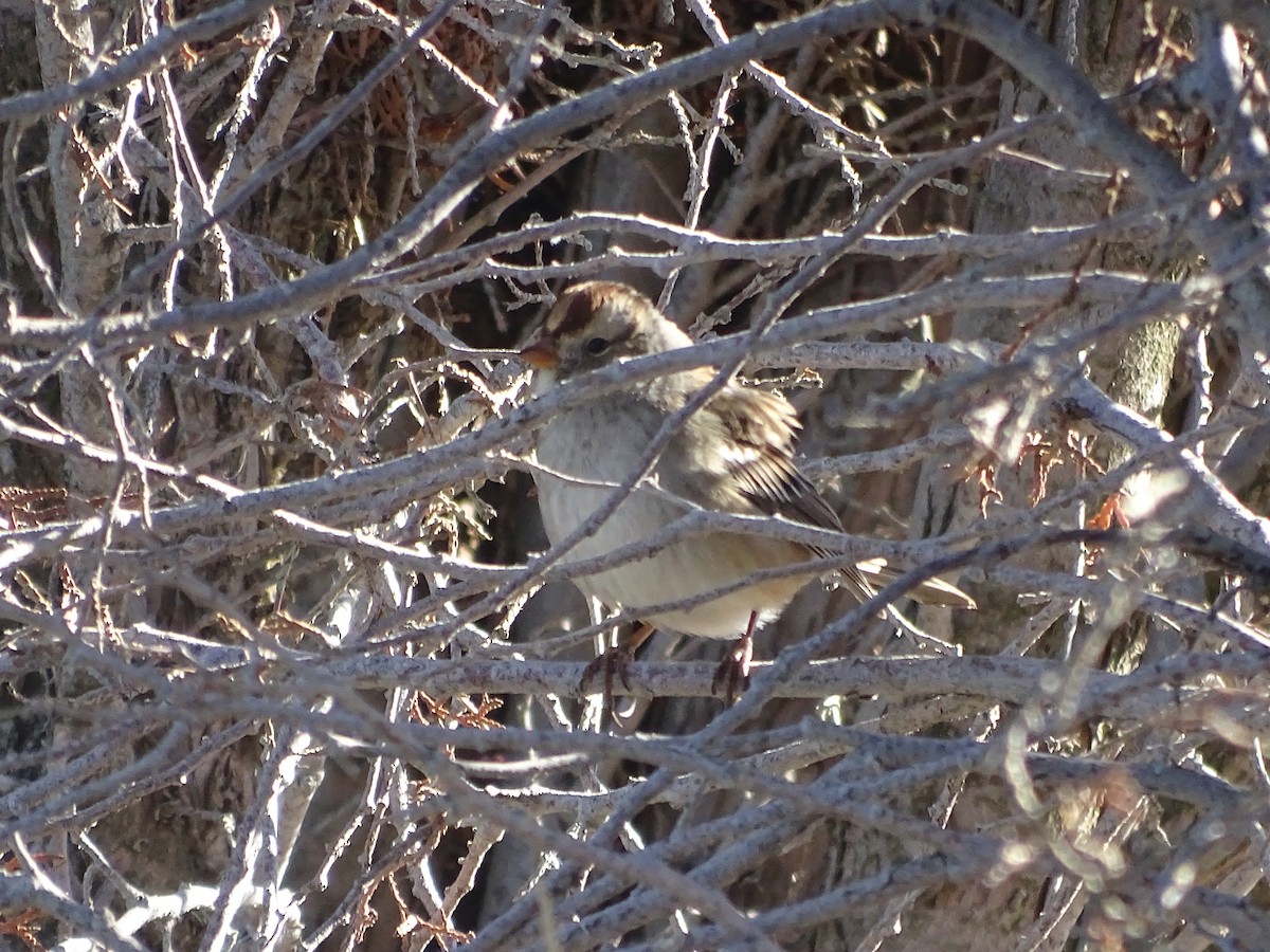 White-crowned Sparrow (Gambel's) - ML502791111
