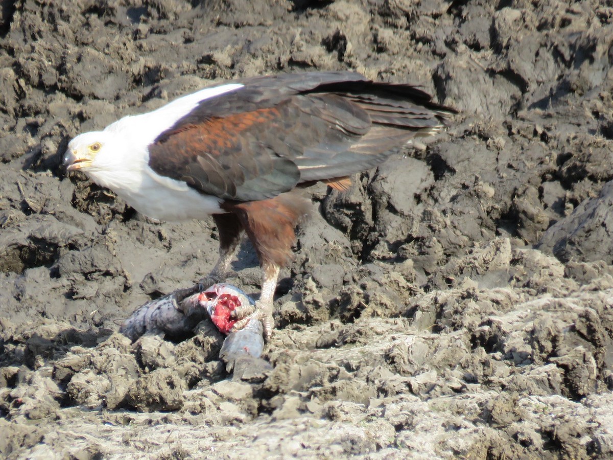 African Fish-Eagle - ML502793191