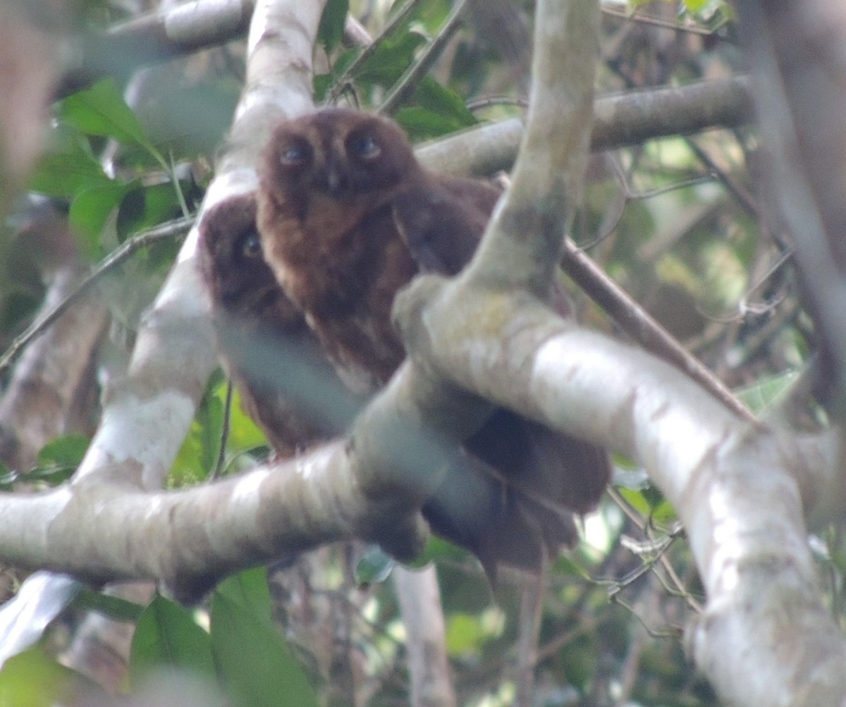 Mayotte Scops-Owl - ML502793691