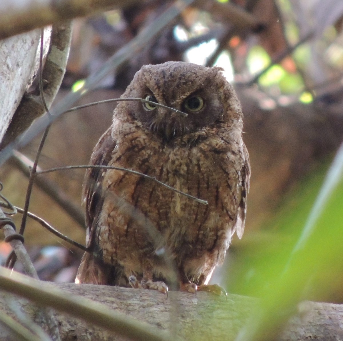Mayotte Scops-Owl - ML502793891