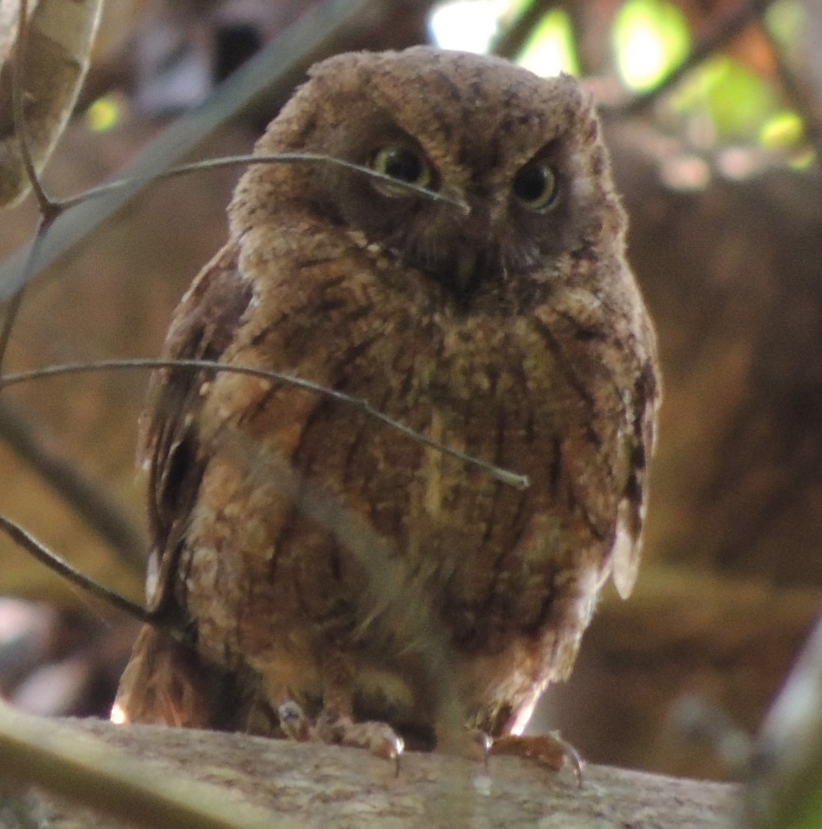 Mayotte Scops-Owl - ML502793901