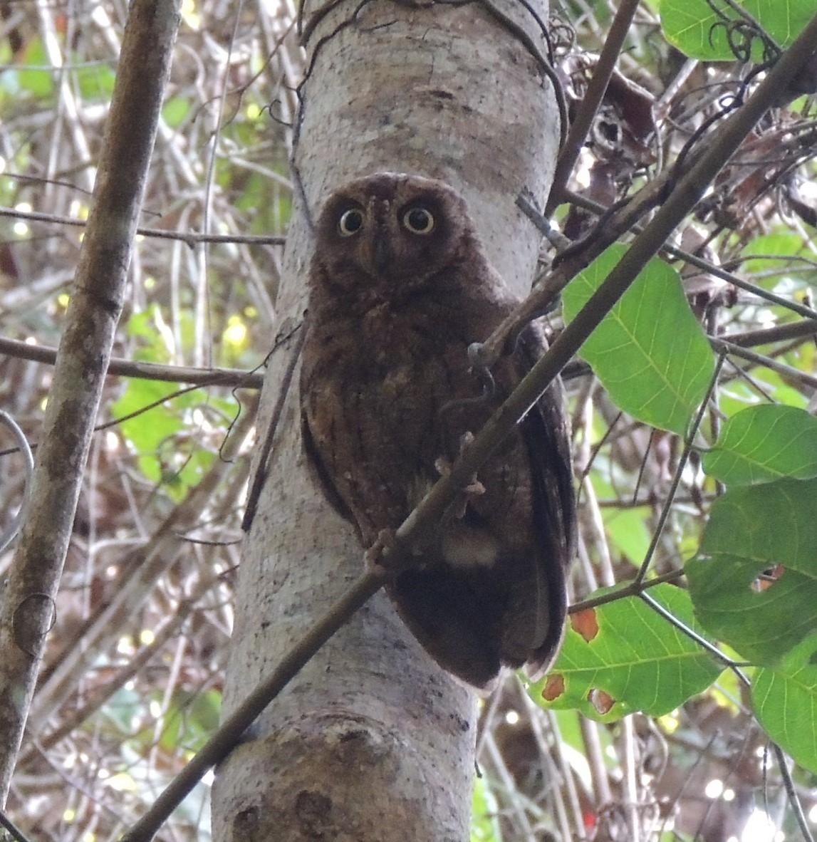 Mayotte Scops-Owl - Peter Bono