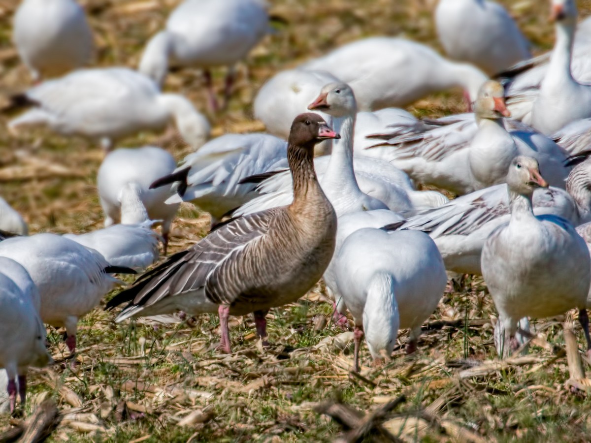 Pink-footed Goose - ML50279731