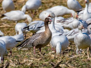 Pink-footed Goose, ML50279731
