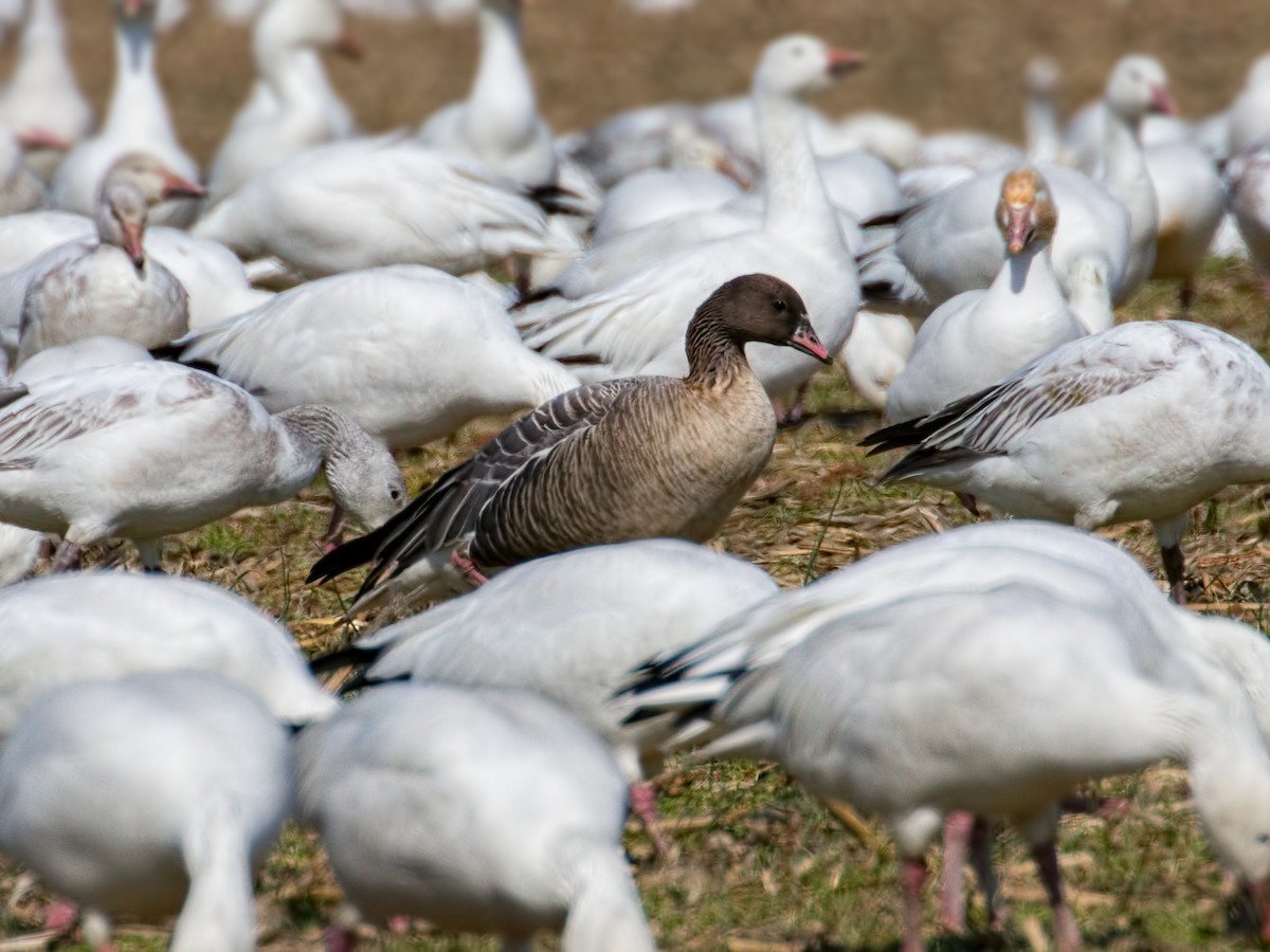 Pink-footed Goose - ML50279741