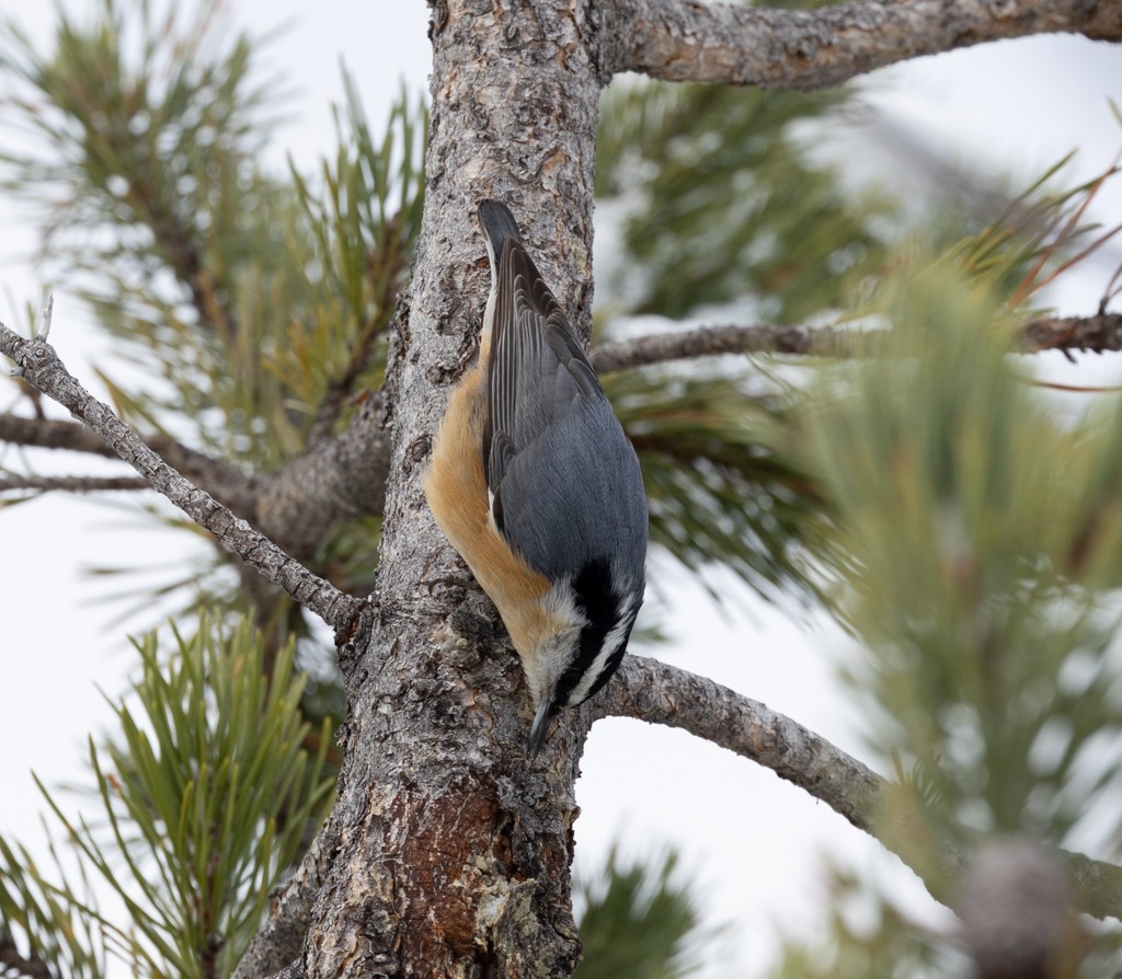 Red-breasted Nuthatch - ML502799641
