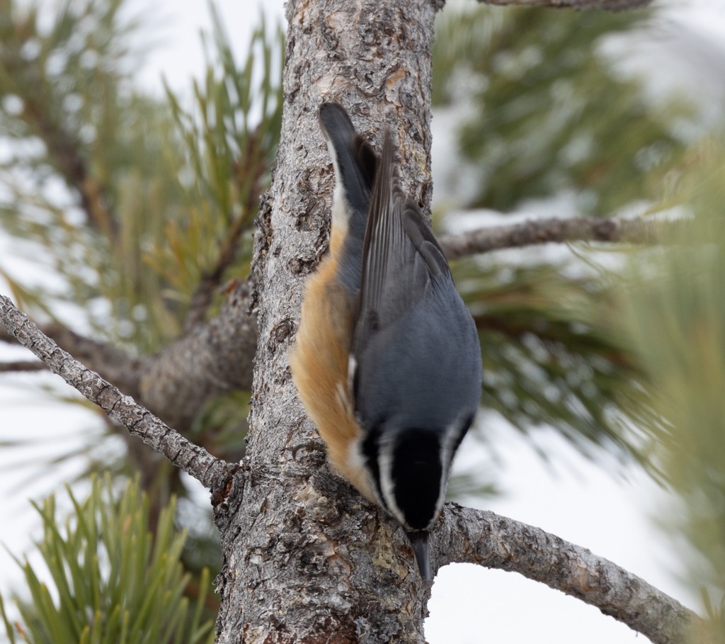 Red-breasted Nuthatch - ML502799651