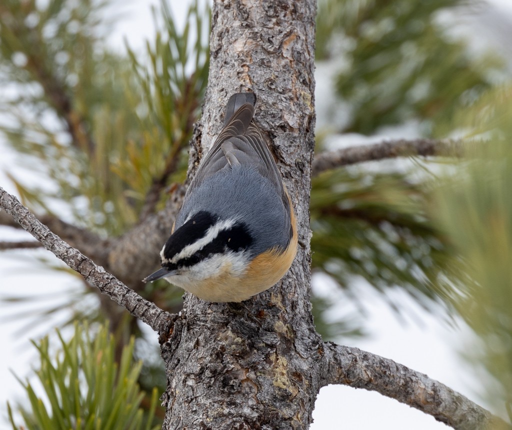 Red-breasted Nuthatch - ML502799661