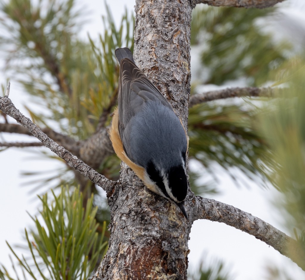 Red-breasted Nuthatch - ML502799671
