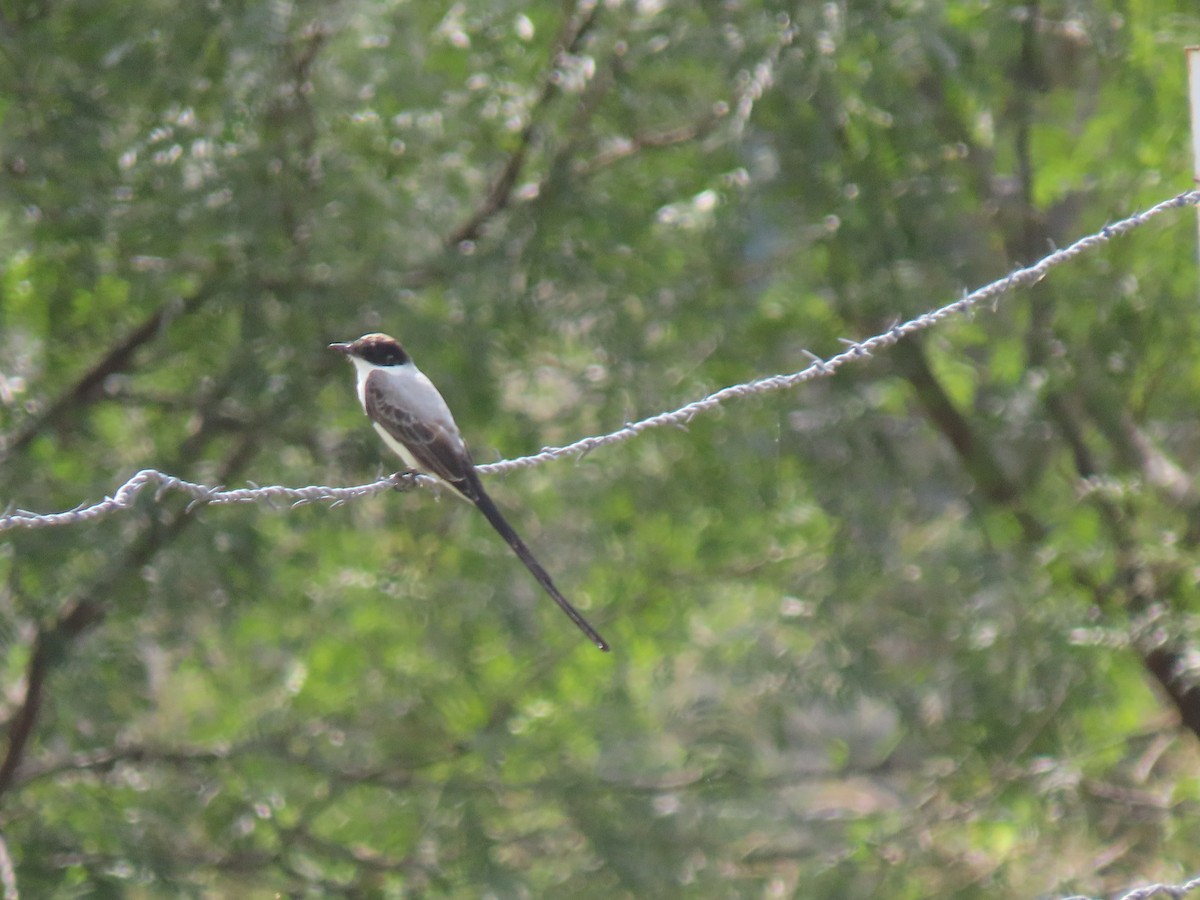 Fork-tailed Flycatcher - karyl gabriel