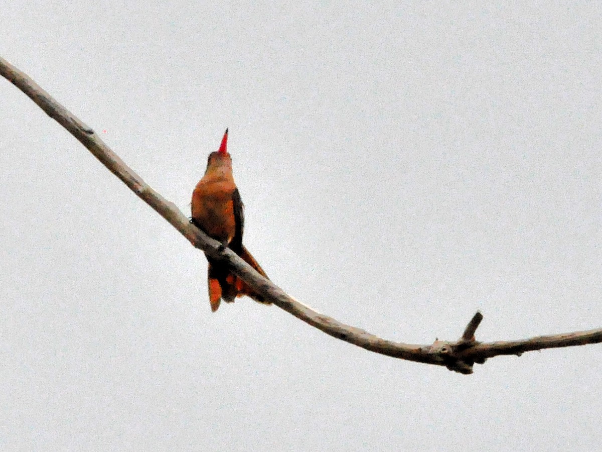 Cinnamon Hummingbird - nancy boutin
