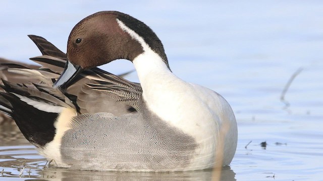  - Northern Pintail
