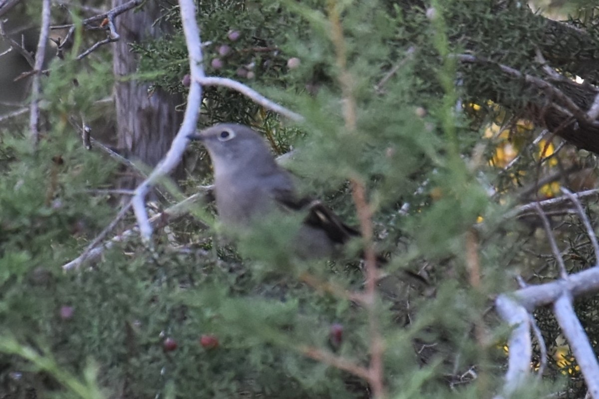 Townsend's Solitaire - ML502817191