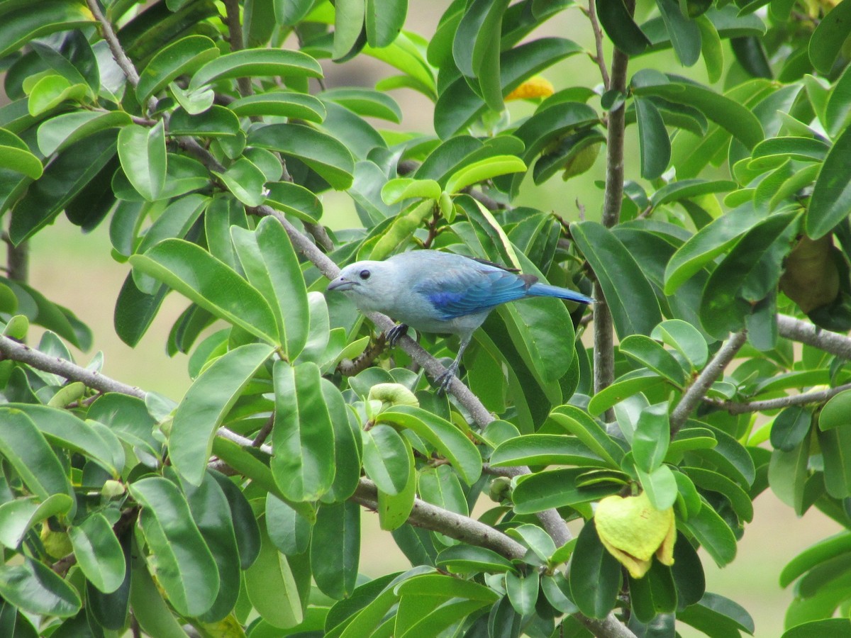 Blue-gray Tanager - ML502819211
