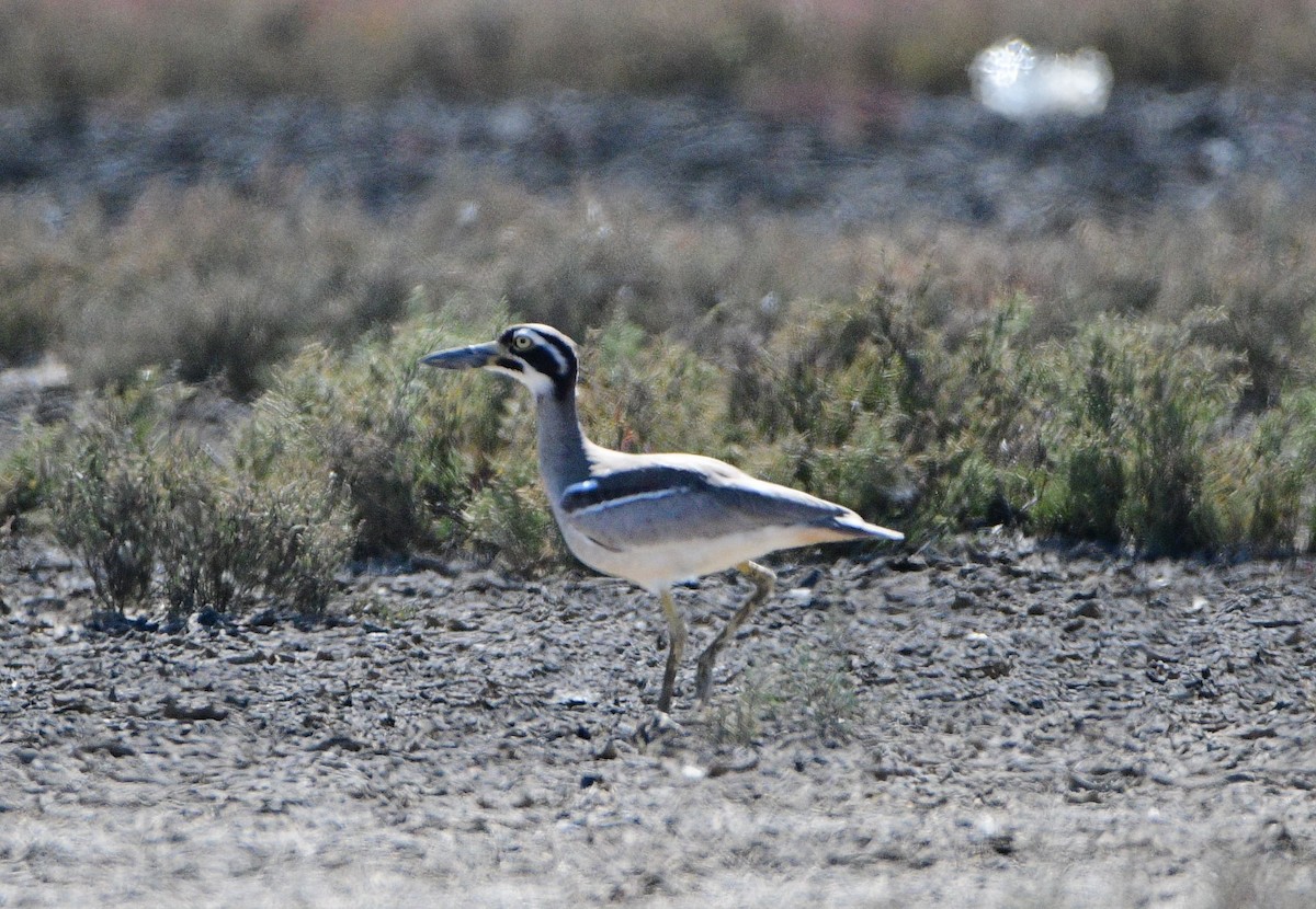 Beach Thick-knee - Michael Daley