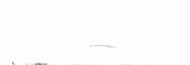 Schmalspiegel-Nachtschwalbe - ML502824281
