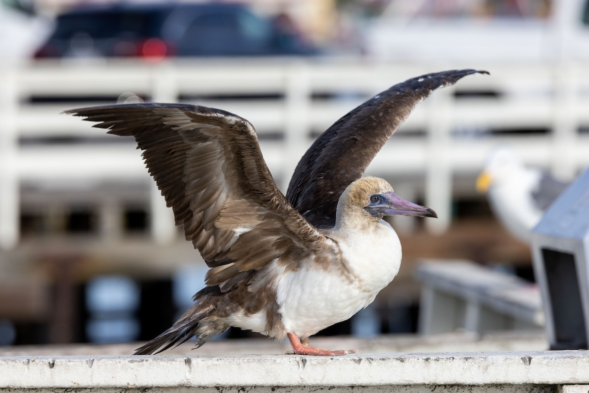 Red-footed Booby - ML502827651