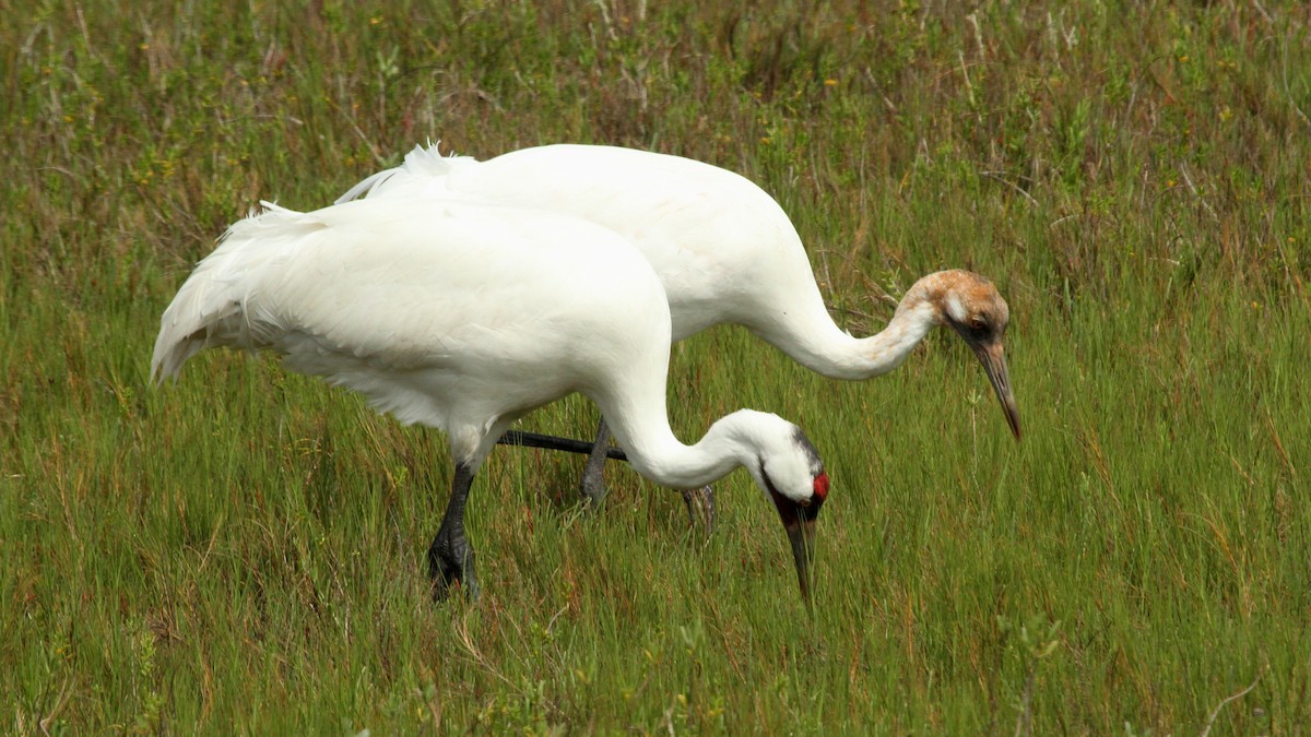 Whooping Crane - Curtis McCamy
