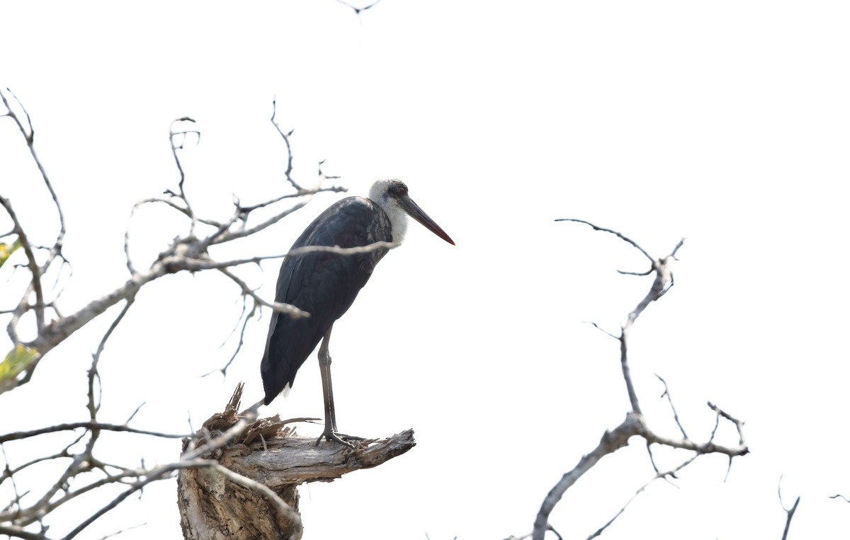 African Woolly-necked Stork - Timo Mitzen