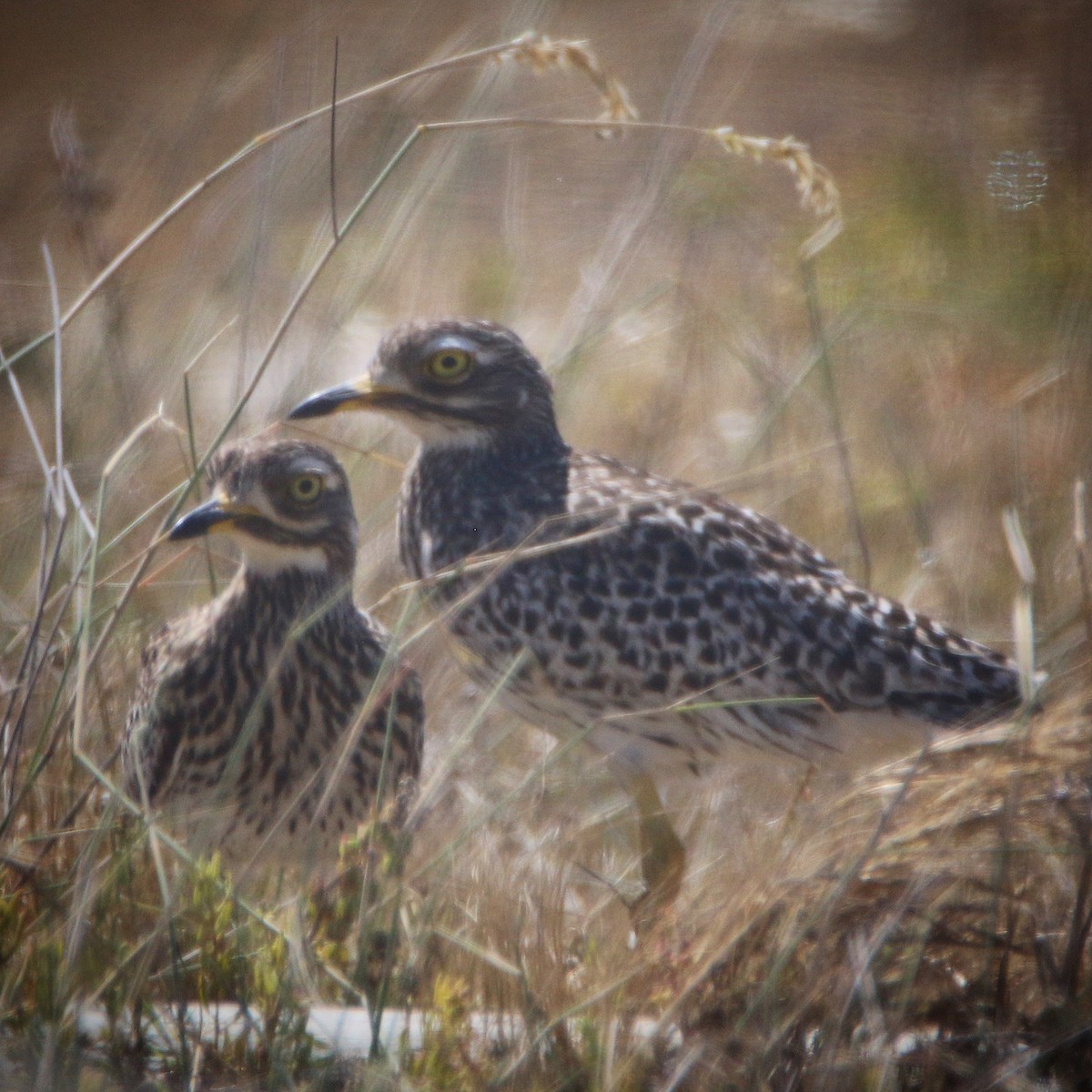 Spotted Thick-knee - ML502830741