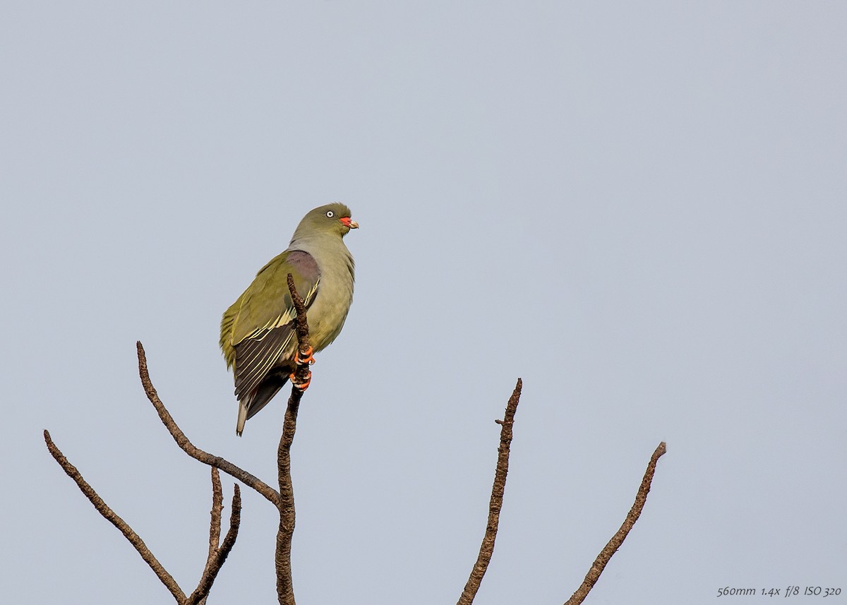 African Green-Pigeon (Gray-breasted) - ML502833861