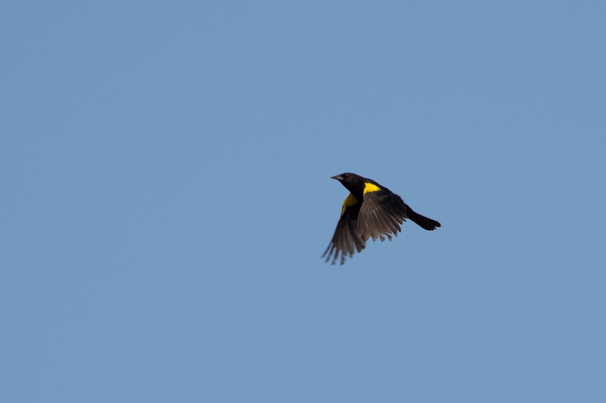 Yellow-winged Blackbird - ML50283441