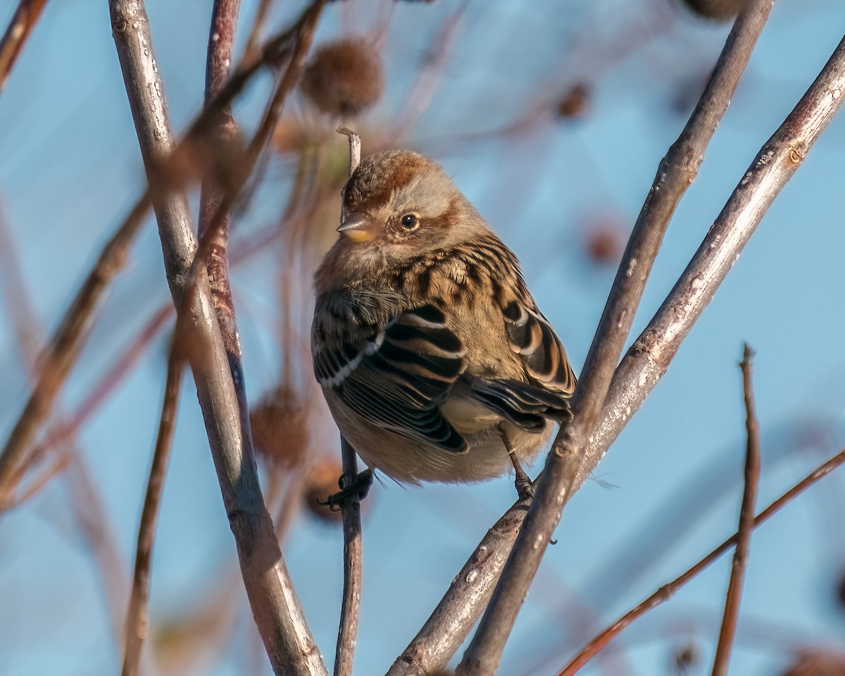 American Tree Sparrow - ML502836721