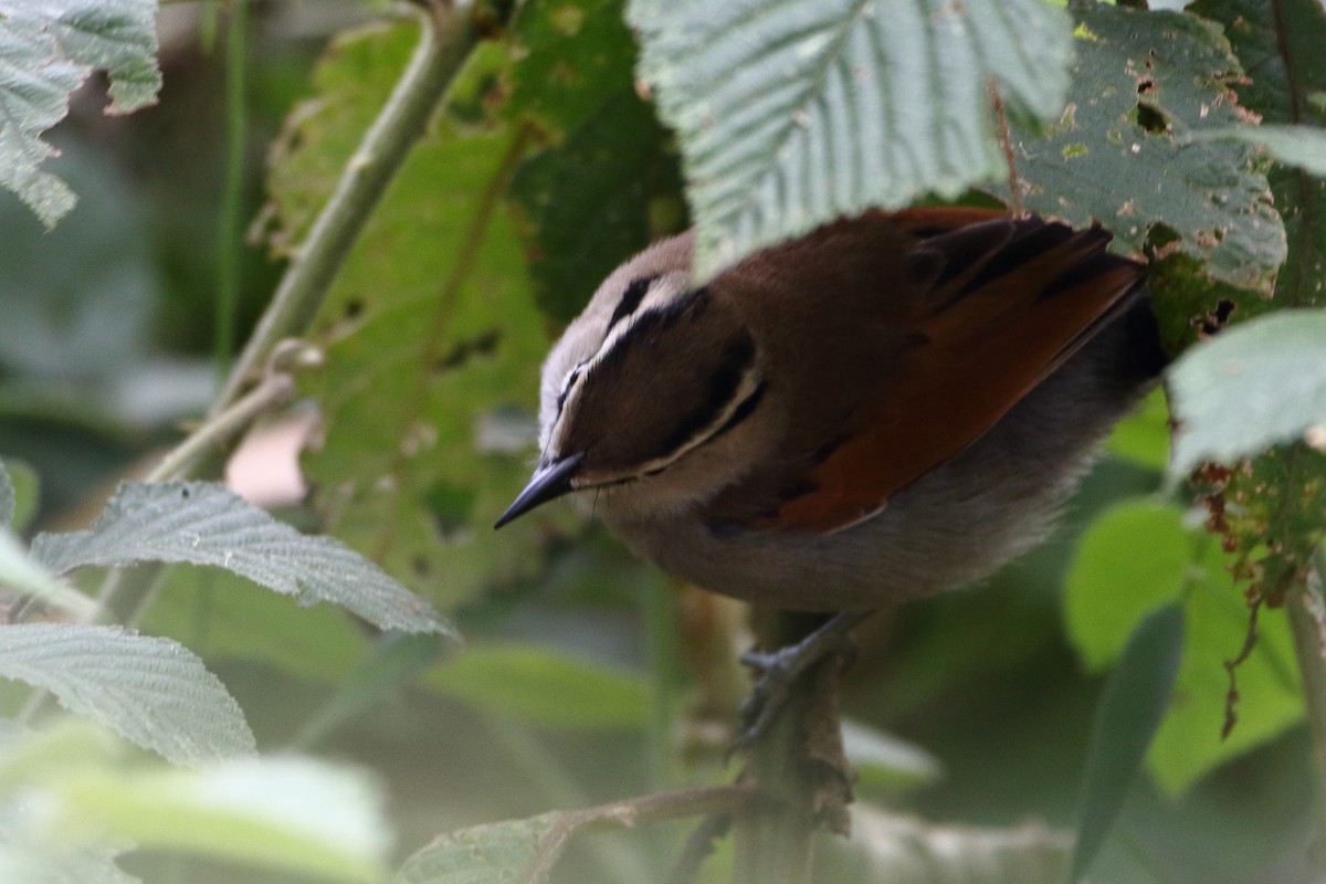 Brown-crowned Tchagra - Ohad Sherer