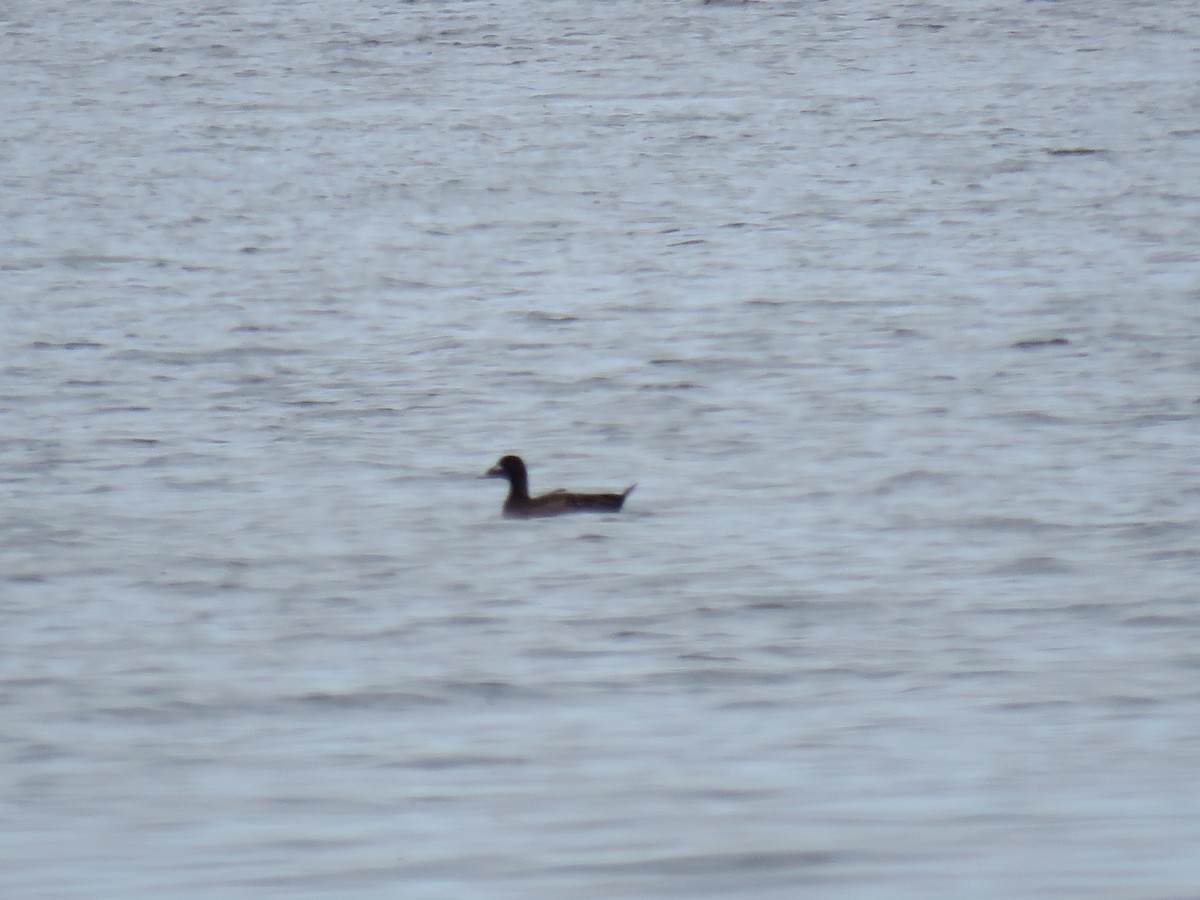 White-winged Scoter - Stacy Robinson