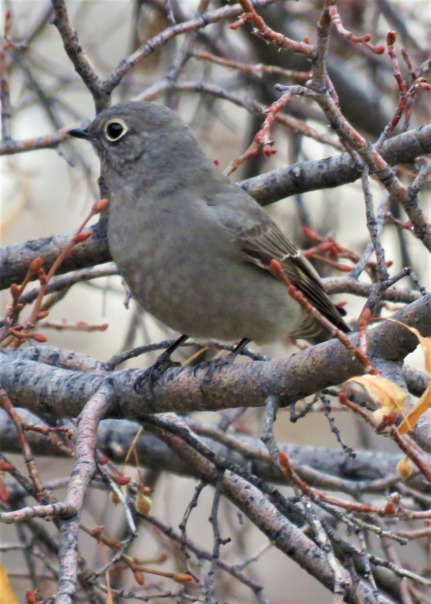 Townsend's Solitaire - ML502841591