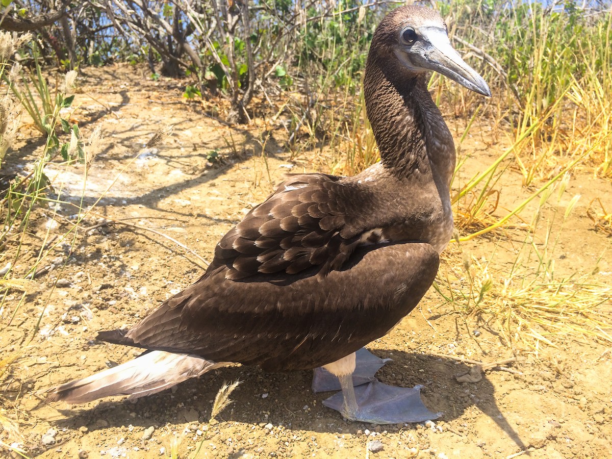 Blue-footed Booby - ML50284741