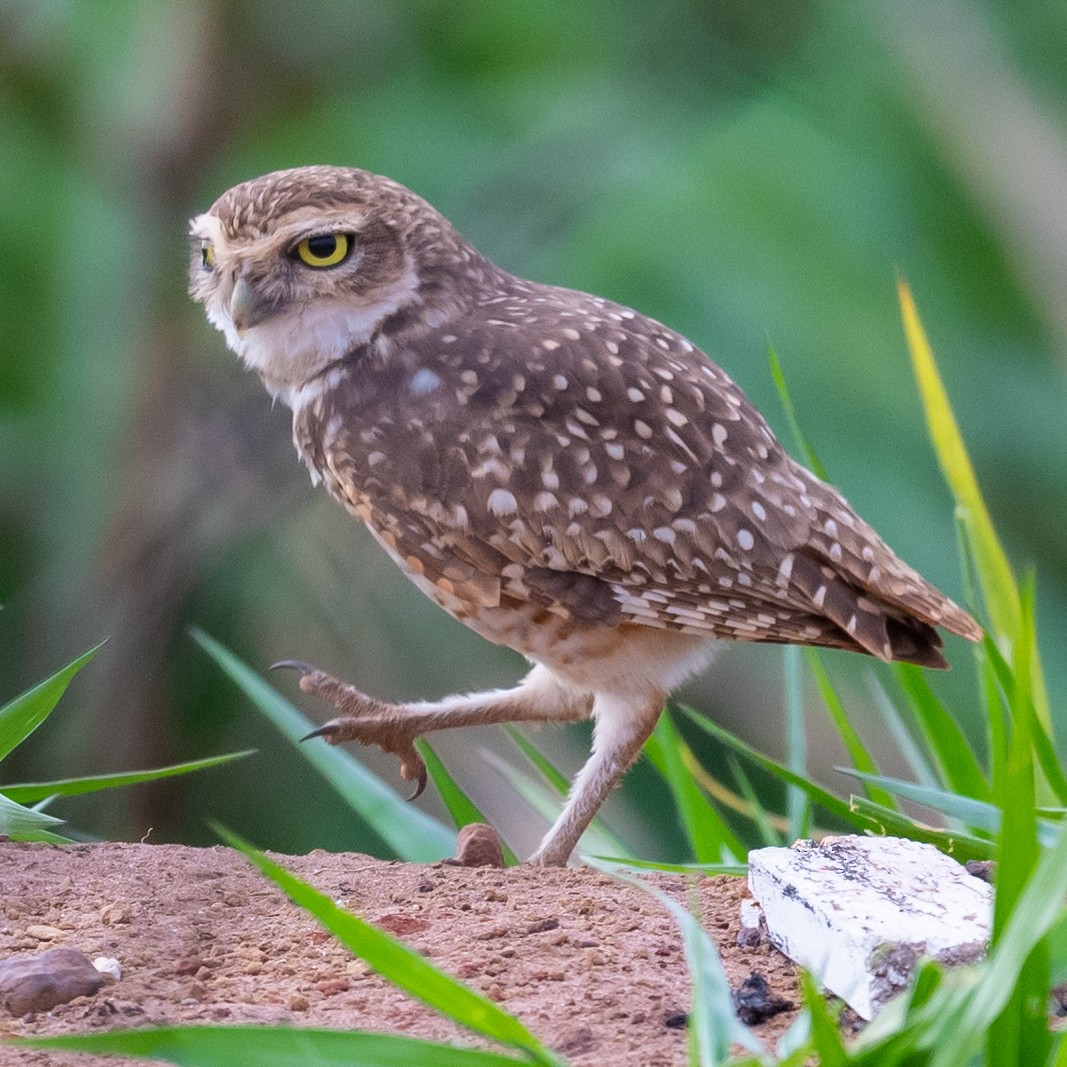 Burrowing Owl - ML502847871