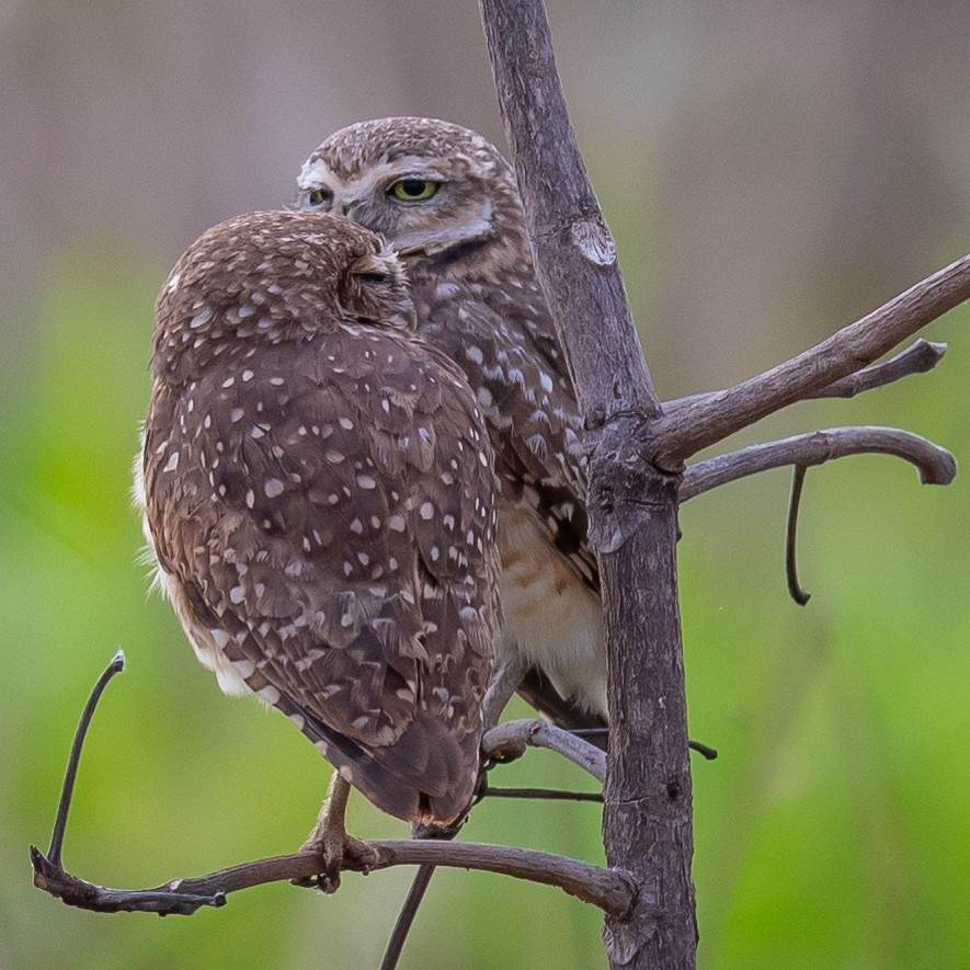 Burrowing Owl - Jean-Louis  Carlo