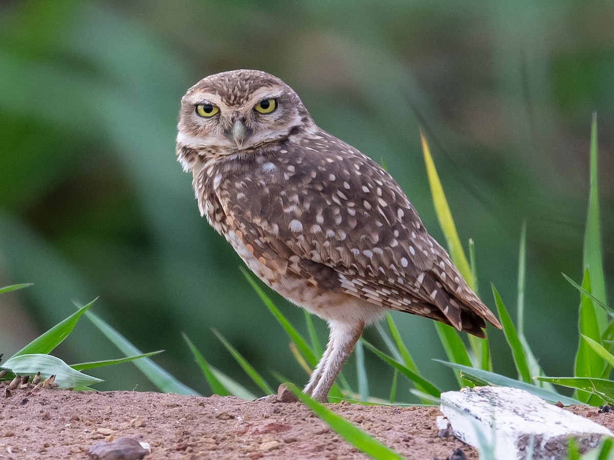Burrowing Owl - ML502847901