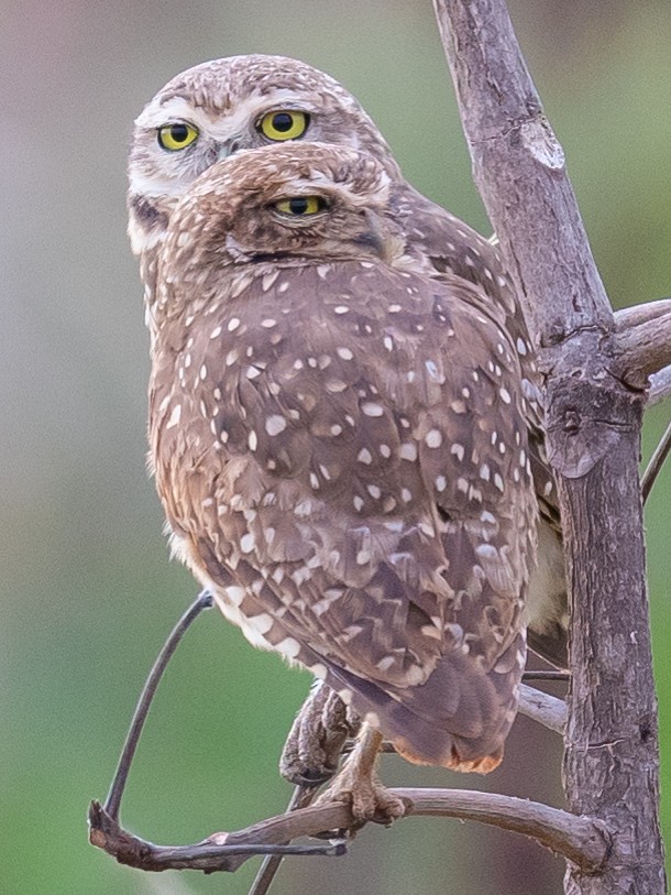 Burrowing Owl - ML502847911