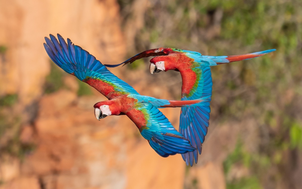 Red-and-green Macaw - ML502849091