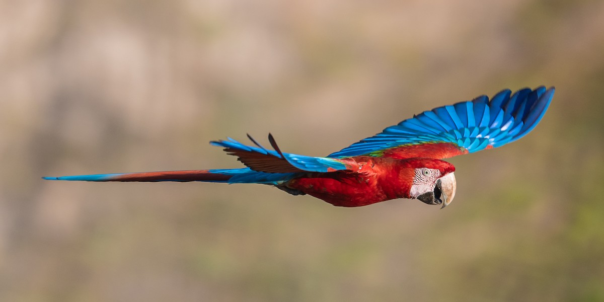 Red-and-green Macaw - ML502849101