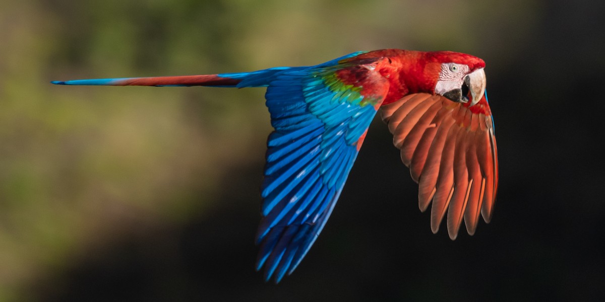 Red-and-green Macaw - ML502849111