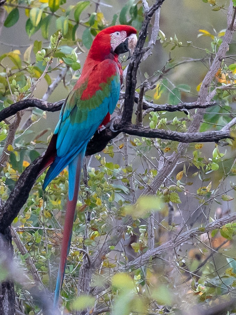 Red-and-green Macaw - ML502849481