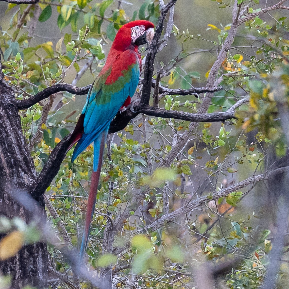 Red-and-green Macaw - ML502849491