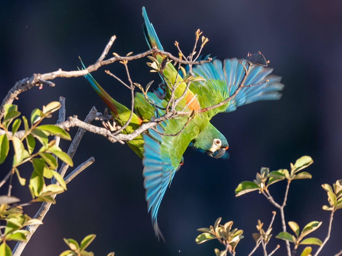 Blue-winged Macaw - Jean-Louis  Carlo