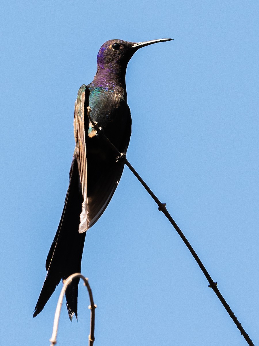 Swallow-tailed Hummingbird - ML502850891