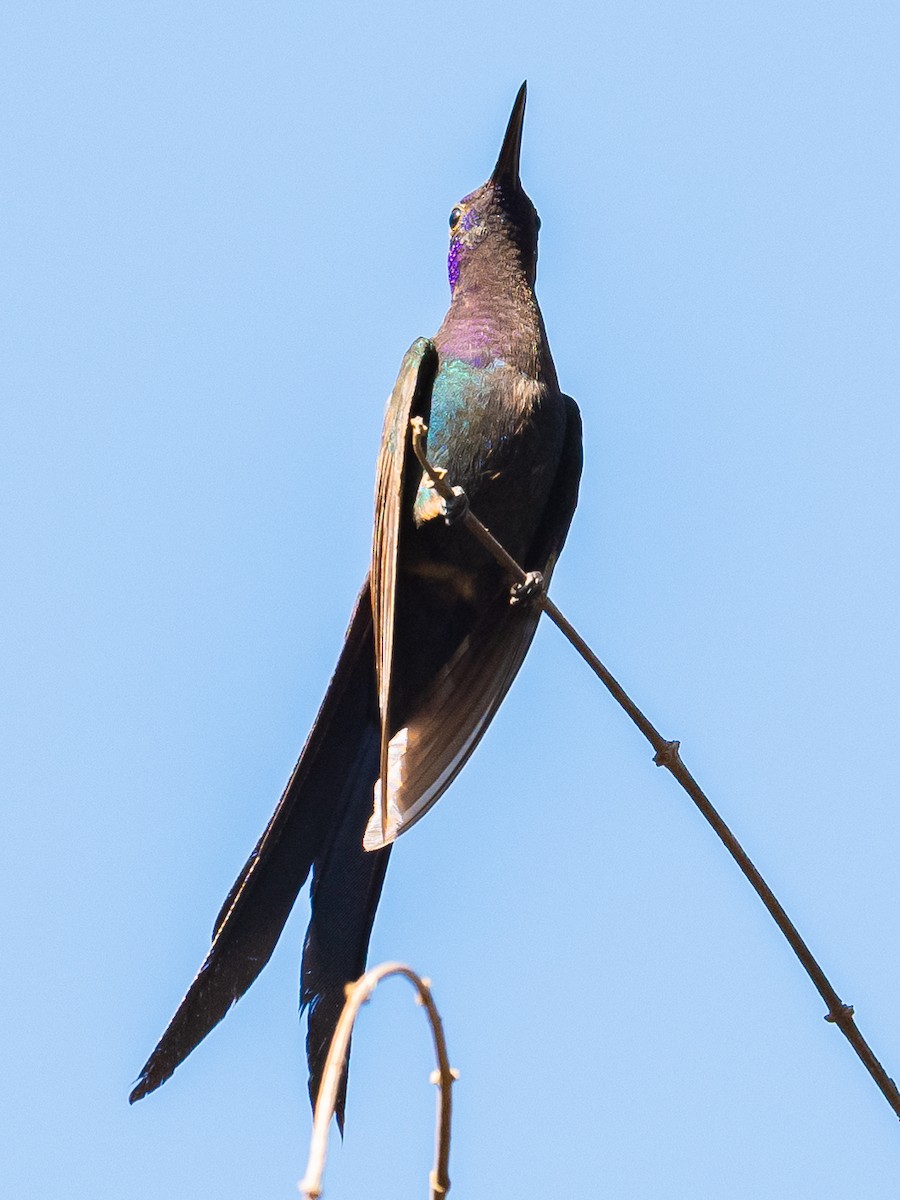 Swallow-tailed Hummingbird - ML502850901