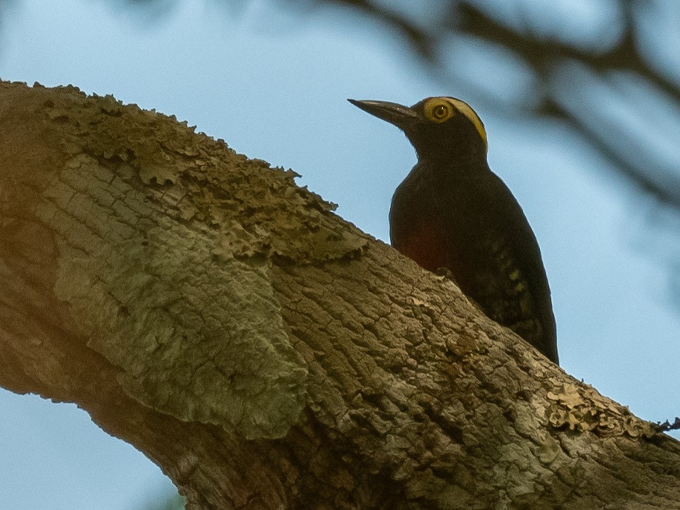 Yellow-tufted Woodpecker - ML502851091