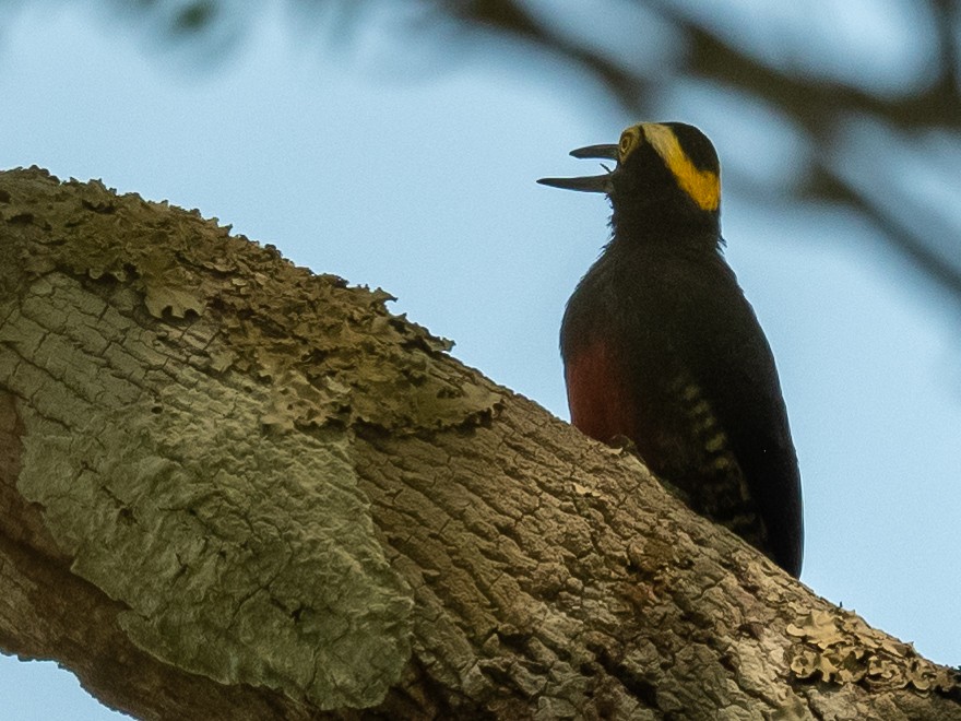 Yellow-tufted Woodpecker - ML502851101